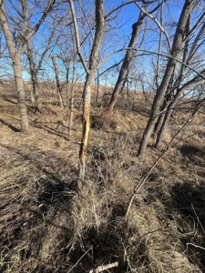 Income Producing Recreational Farm - image 17