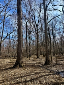 212 +/- Acres For Sale / Dubois County - image 11