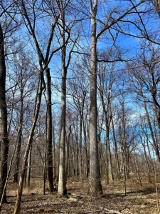 212 +/- Acres For Sale / Dubois County - image 12