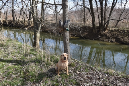 212 +/- Acres For Sale / Dubois County - image 17