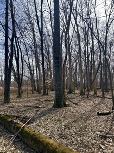 212 +/- Acres For Sale / Dubois County - image 15