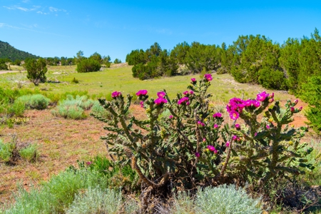 35 Acres Bordering Blm County Road  Minutes To Canon City Co - image 19