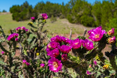 35 Acres Bordering Blm County Road  Minutes To Canon City Co - image 20