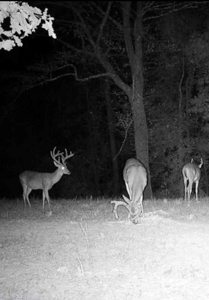 Hunting Land For Sale with Lodge in Franklin County MS - image 4
