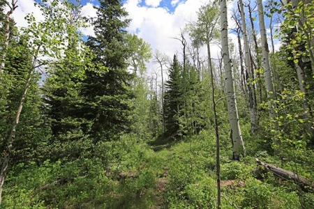 Colorado Hunting Land For Sale Near Vega State Park - image 11