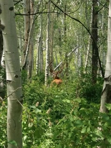 Colorado Hunting Land For Sale Near Vega State Park - image 26