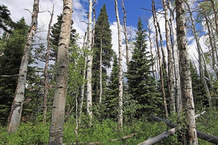 Colorado Hunting Land For Sale Near Vega State Park - image 14