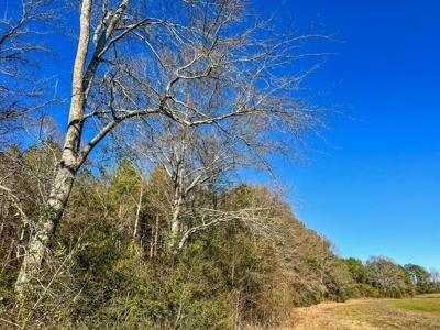 Land for Sale in Jefferson Davis County - image 20
