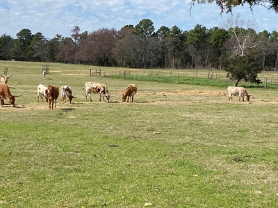 Ranch with Cabin for Sale in Gilmer, TX - image 16