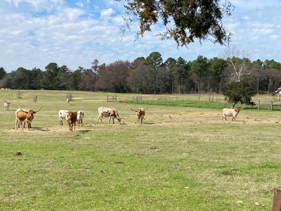 Ranch with Cabin for Sale in Gilmer, TX - image 15