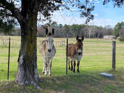 Ranch with Cabin for Sale in Gilmer, TX - image 18