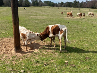 Ranch with Cabin for Sale in Gilmer, TX - image 17