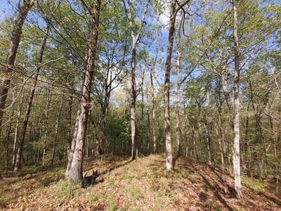 Oak Hill Hideaway On Buggs Island Lake, VA - image 6