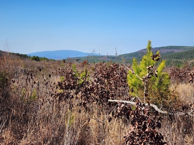 26.7 Acre Off-Grid Cabin Building Location – Mountain Views - image 9