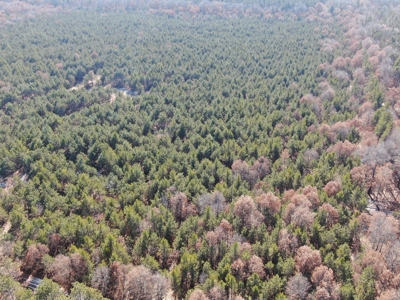 Town of Rome 40 acre timber lot for sale in Adams County WI - image 3