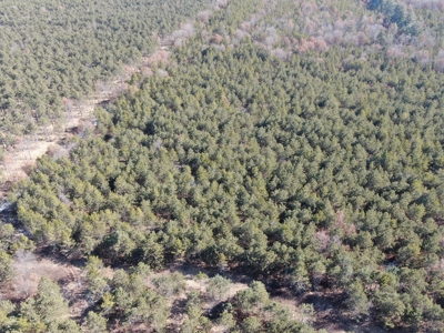 Town of Rome 40 acre timber lot for sale in Adams County WI - image 8