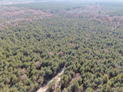 Town of Rome 40 acre timber lot for sale in Adams County WI - image 6