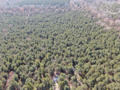 Town of Rome 40 acre timber lot for sale in Adams County WI - image 7