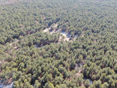 Town of Rome 40 acre timber lot for sale in Adams County WI - image 4