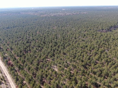 Town of Rome 60 acre timber lot for sale in Adams County WI - image 7