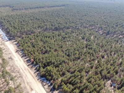 Town of Rome 60 acre timber lot for sale in Adams County WI - image 4