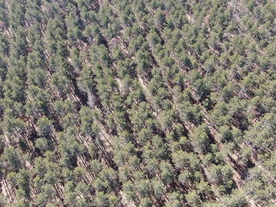 Town of Rome 60 acre timber lot for sale in Adams County WI - image 8
