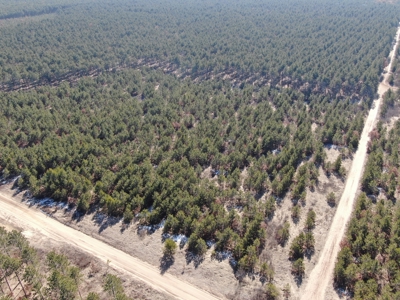 Town of Rome 60 acre timber lot for sale in Adams County WI - image 3