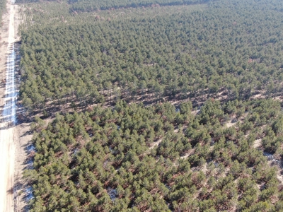 Town of Rome 60 acre timber lot for sale in Adams County WI - image 5