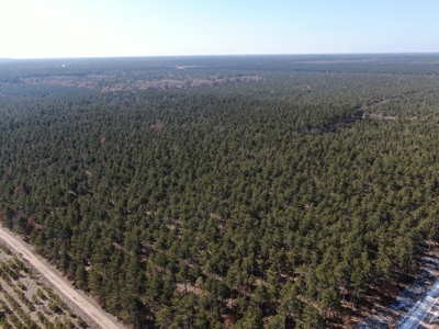 Town of Rome 60 acre timber lot for sale in Adams County WI - image 6