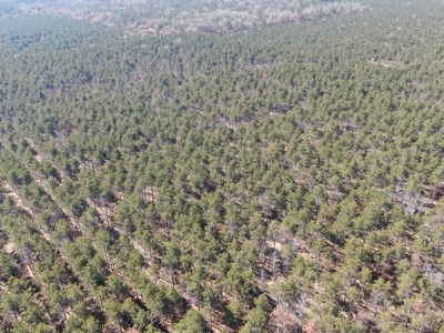 Town of Rome 60 acre timber lot for sale in Adams County WI - image 9