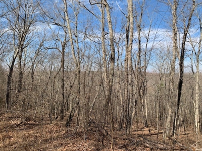 Prime 123.75 Ac. Property! - image 42