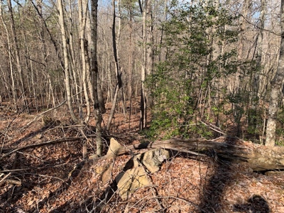 Prime 123.75 Ac. Property! - image 36