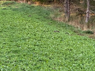 Recreational & Hunting Land for Sale in Bland County VA - image 25