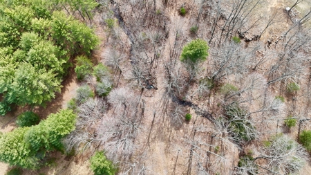 Recreational & Hunting Land for Sale in Bland County VA - image 6