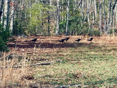 Recreational & Hunting Land for Sale in Bland County VA - image 19