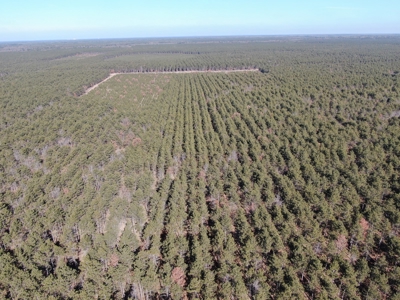 Town of Rome 60 acre timber lot for sale in Adams County WI - image 6