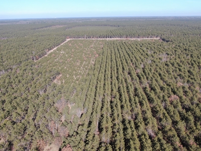 Town of Rome 60 acre timber lot for sale in Adams County WI - image 8