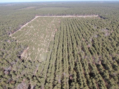 Town of Rome 60 acre timber lot for sale in Adams County WI - image 9