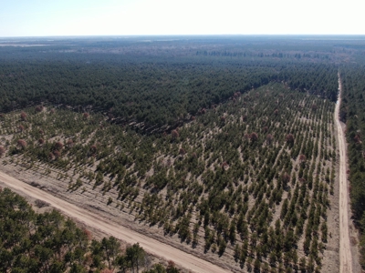 Town of Rome 60 acre timber lot for sale in Adams County WI - image 13