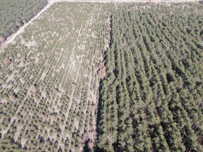 Town of Rome 60 acre timber lot for sale in Adams County WI - image 11