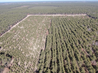 Town of Rome 60 acre timber lot for sale in Adams County WI - image 10