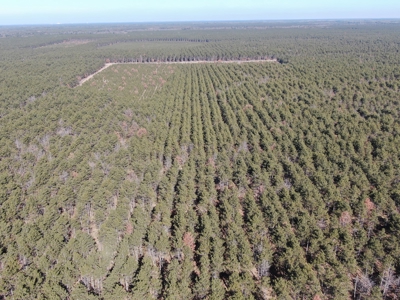 Town of Rome 60 acre timber lot for sale in Adams County WI - image 4