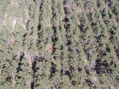 Town of Rome 60 acre timber lot for sale in Adams County WI - image 5