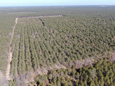 Town of Rome 60 acre timber lot for sale in Adams County WI - image 1