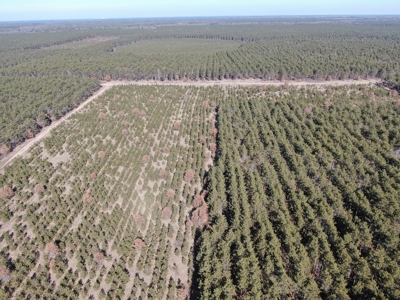 Town of Rome 60 acre timber lot for sale in Adams County WI - image 12