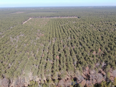 Town of Rome 60 acre timber lot for sale in Adams County WI - image 3