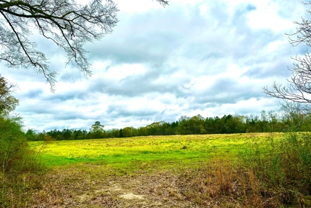 Land for sale Slocomb, AL - image 9