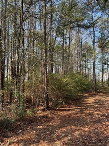 Centreville, MS Lot for Sale - image 2