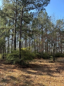 Centreville, MS Lot for Sale - image 3