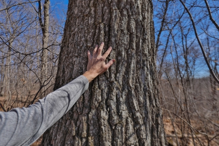 Log Home with Old-Growth Forest for sale in Monroe County - image 38